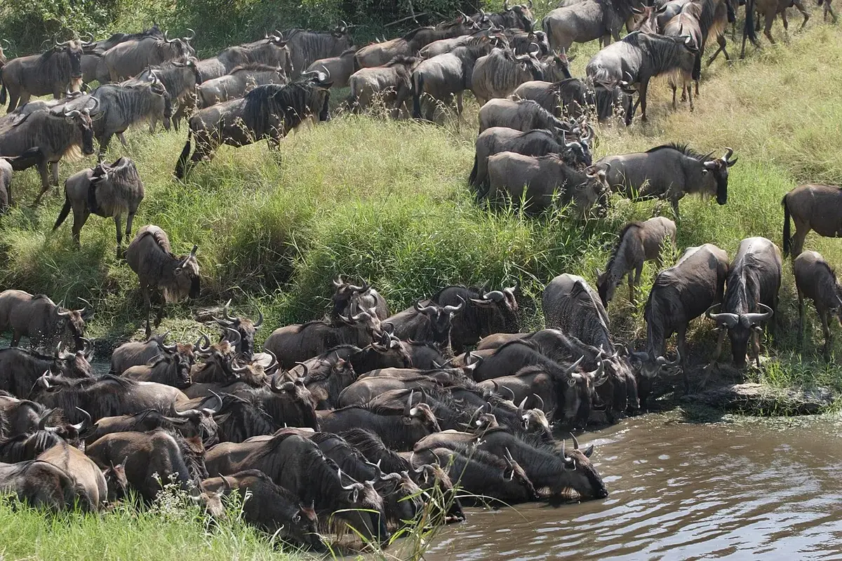 A large group of wildebeest have made a stop at their annual migration to drink from the river water in the Grumeti river in western Serengeti.Photo by:Jan Fleischmann