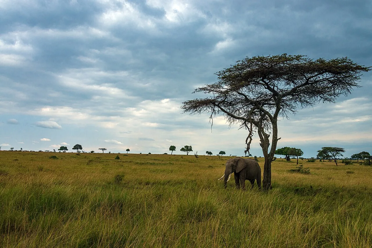 Wildlife and game drives near Saruni Samburu in Kalama Conservancy
