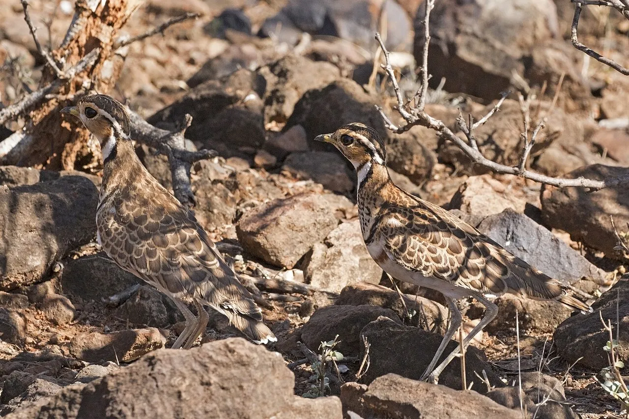 Boat safaris on Lake Ihema: Heuglin's courser (Rhinoptilus cinctus) pair