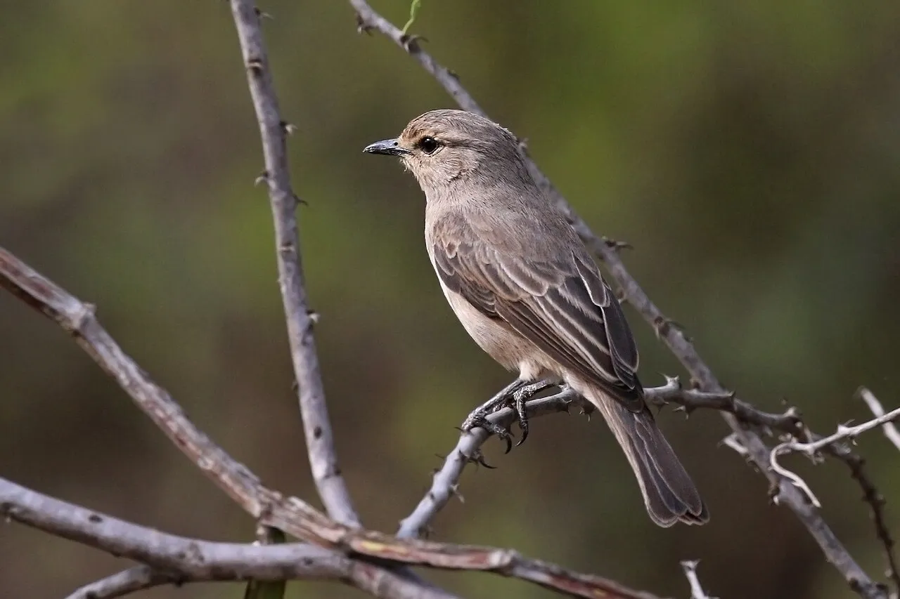 African grey flycatcher ( Bradornis microrhynchus ), Lake Baringo, Kenya