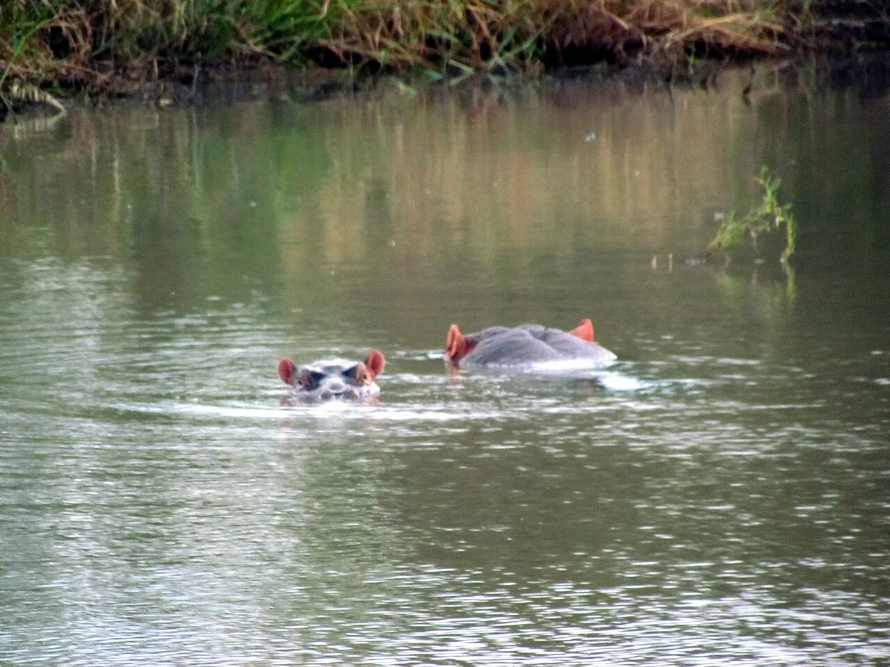 Wildlife and game drives near Sarova Woodlands Nakuru in Lake Nakuru National Park