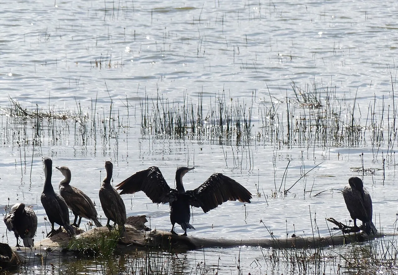 Group of Phalacrocorax lucidus , Lake Nakuru, Kenya