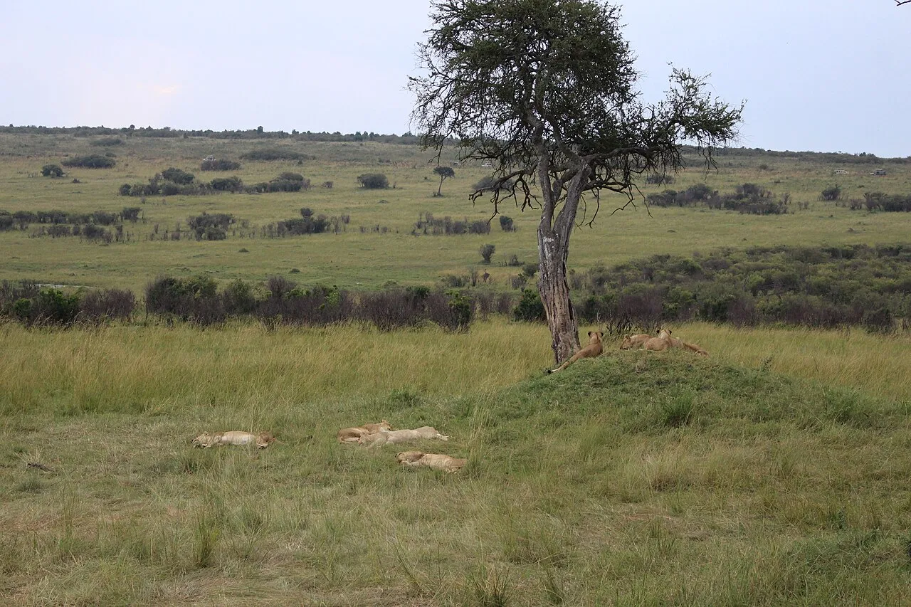 Seven lions resting in Maasai Mara Reserve