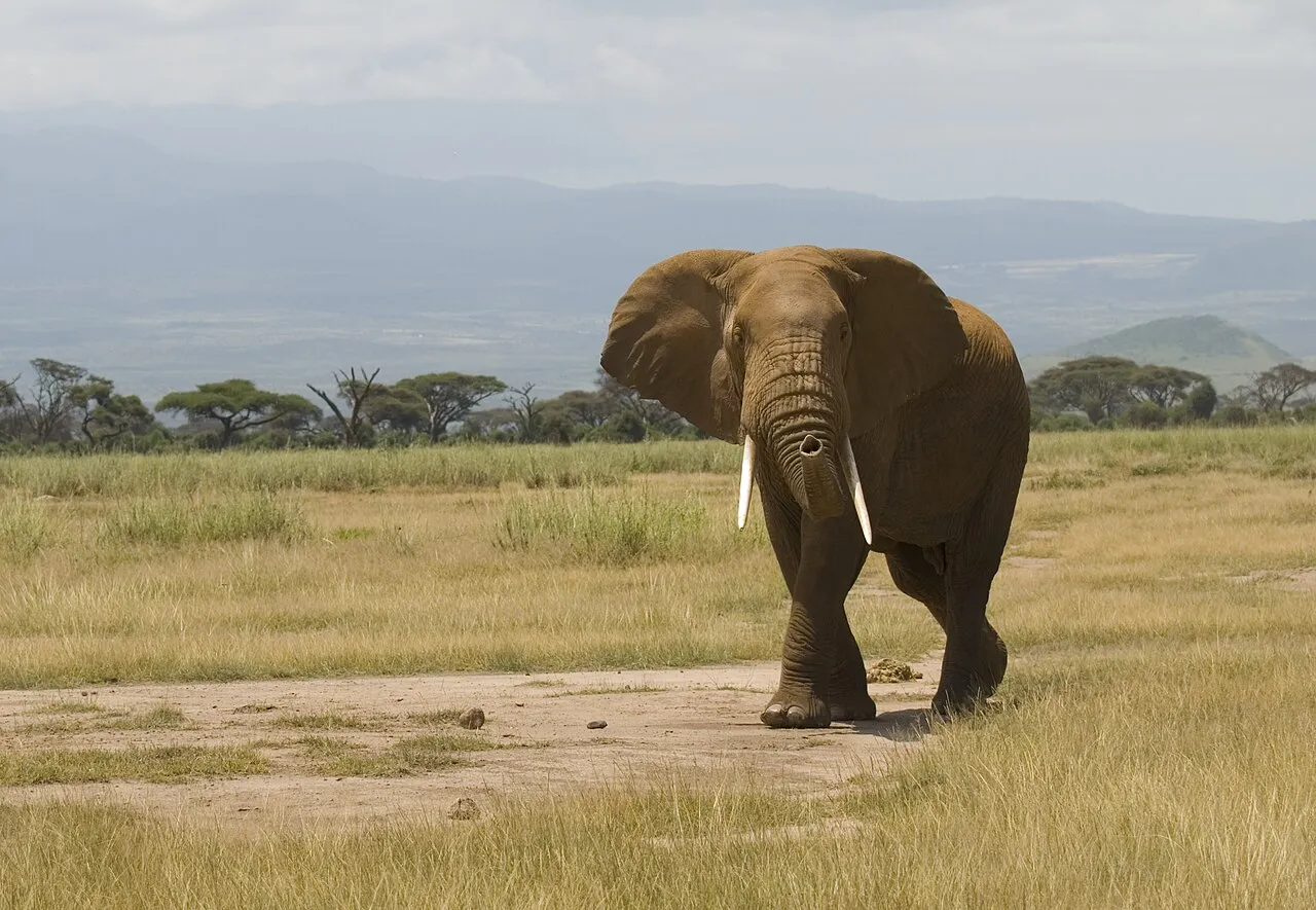 African Elephant, Amboseli National Park, Kenya