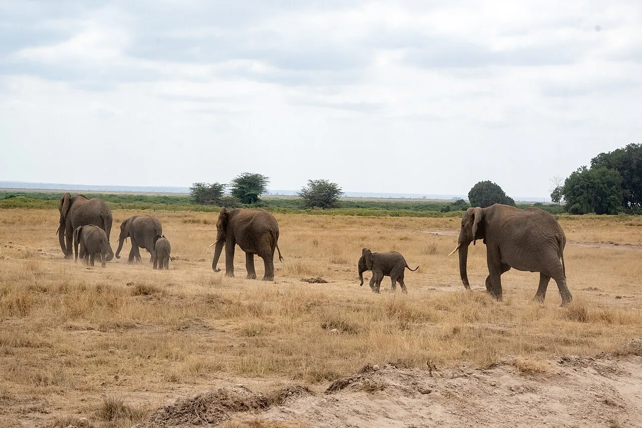 Mara Plains Camp on day 9 of Amboseli to Maasai Mara by Air: Mountains to Lion Plains