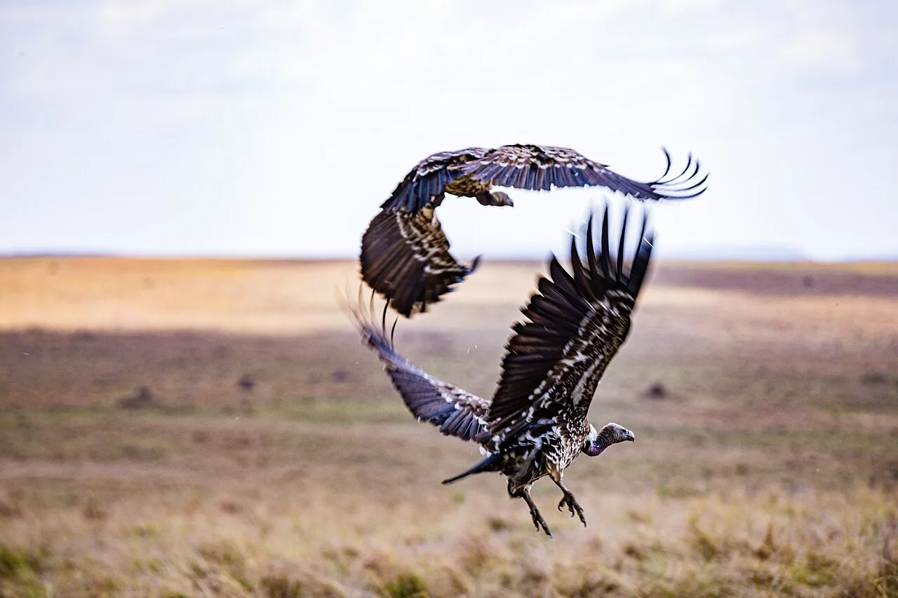 This is an image with the theme " Rites and Rituals " from: