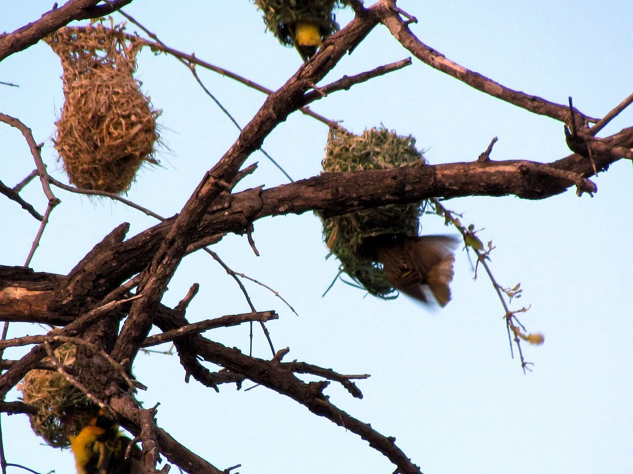 Wildlife and game drives near Nairobi Serena Hotel in Nairobi National Park