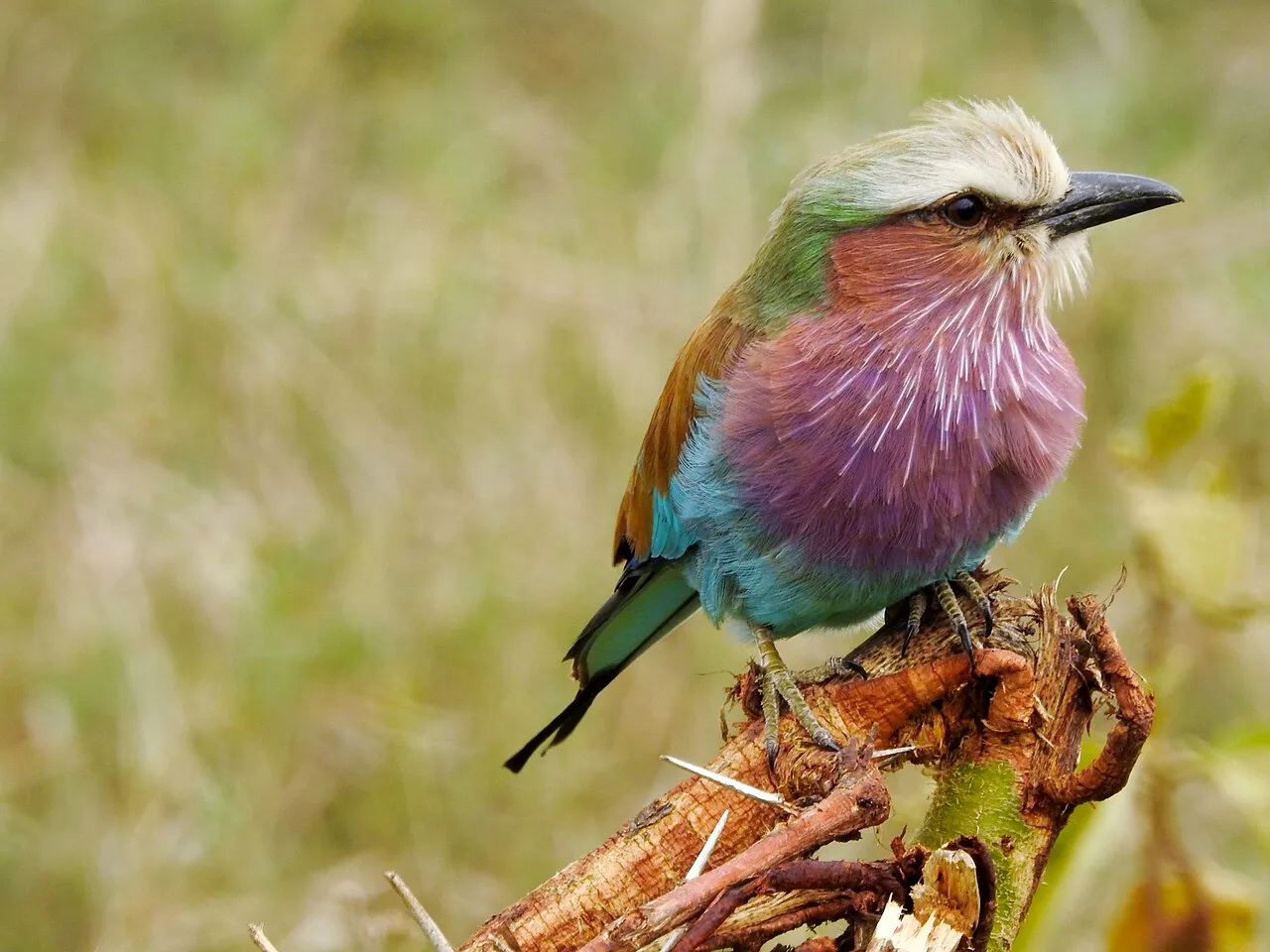 Coracias caudatus