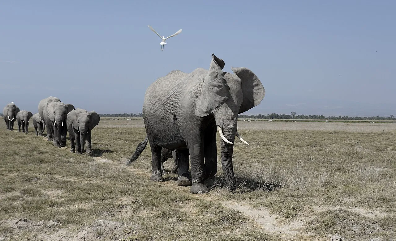 Wildlife and game drives near Amboseli Sopa Lodge in Amboseli