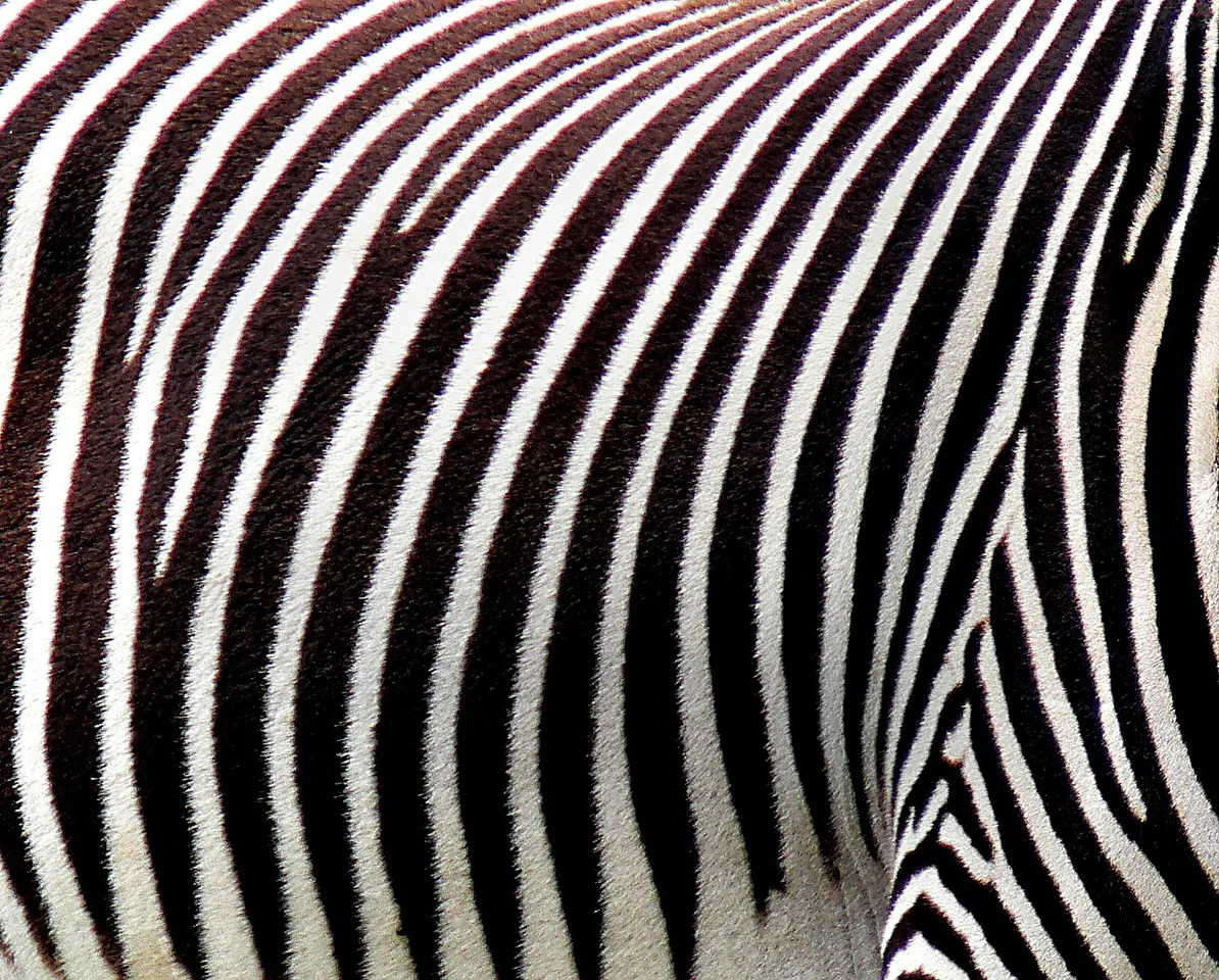 Plains zebras have a wide range in east and southern Africa. They usually live in treeless grasslands and savanna woodlands and are absent from deserts, rainforests, and wetlands. This species’ habitat is shrinking, however, and plains zebras are now extinct in Burundi and Lesotho.