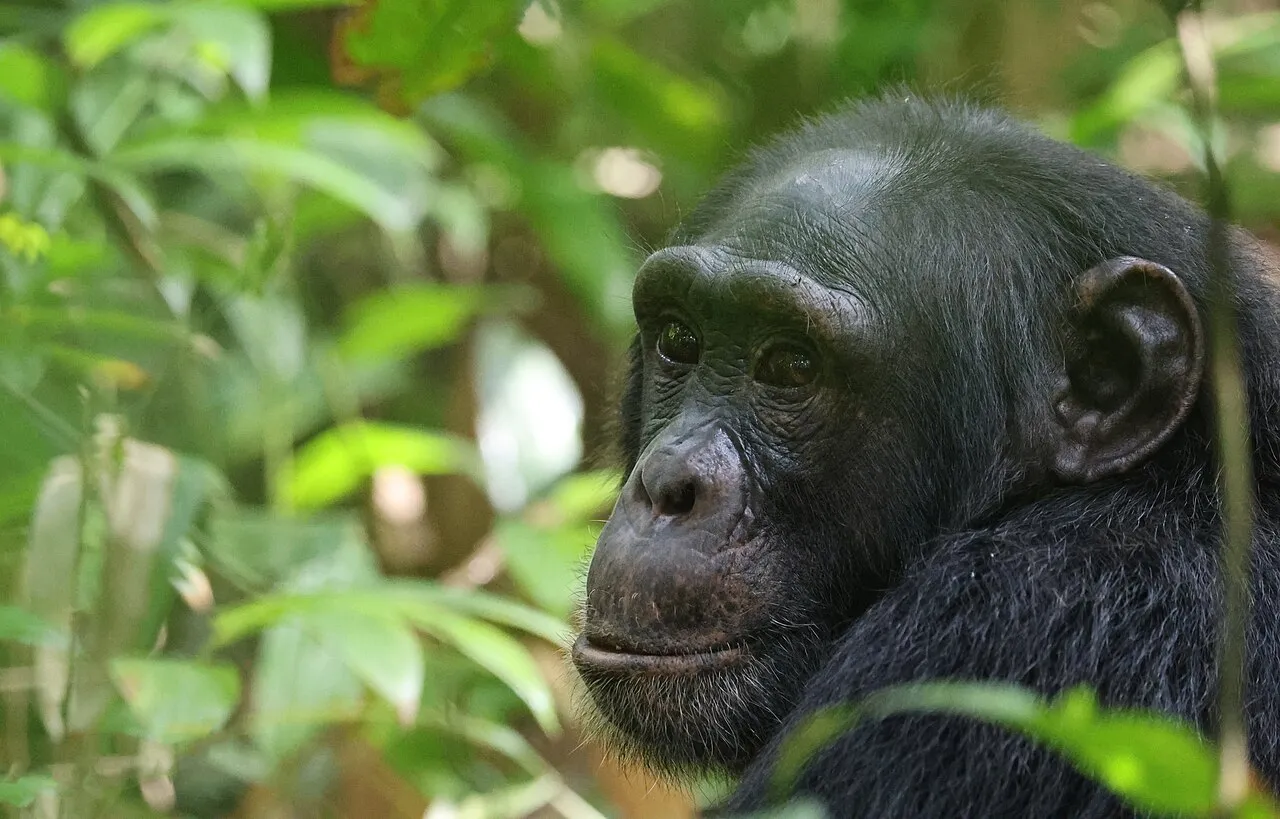 Chimpanzee, Uganda