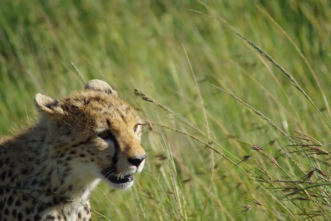 Maasai Mara safari packages: how to choose the right one