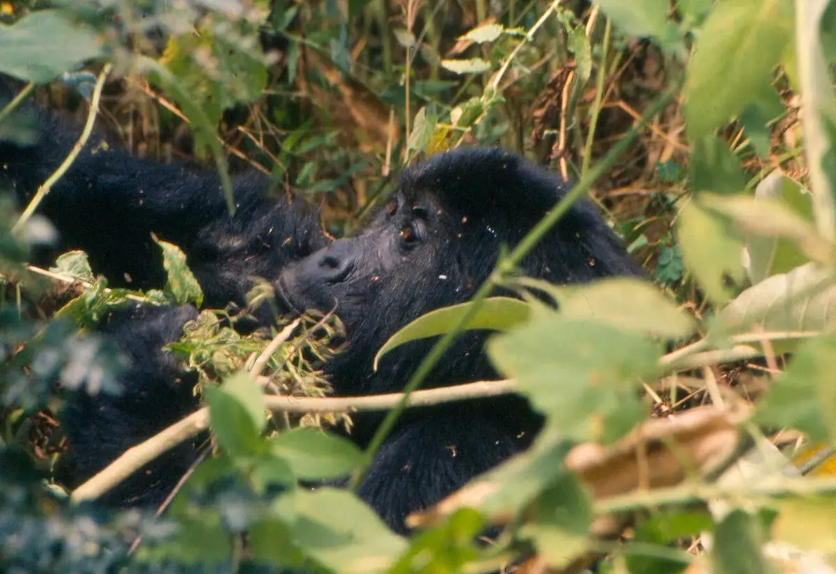Uganda safari — a mountain gorilla in Bwindi