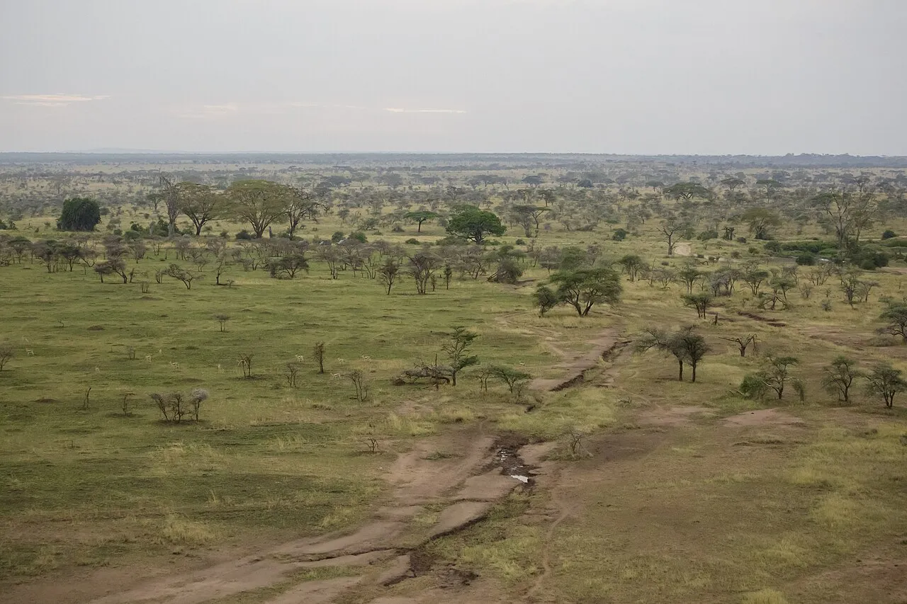 Serengeti National Park, Tanzania - The image was taken during 5 weeks of traveling on an overlander camping tour through east and south Africa in 2015. - Die Aufnahme entstand bei einer 5-wöchigen Campingtour durch das südliche und östliche Afrika im Jahr 2015.