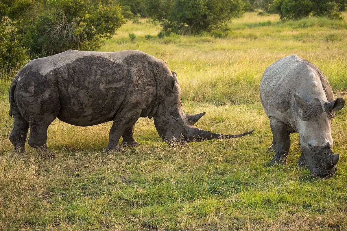 Ol Pejeta: Rhino Country Beneath Mount Kenya — 3 Days luxury safari in Laikipia, Kenya