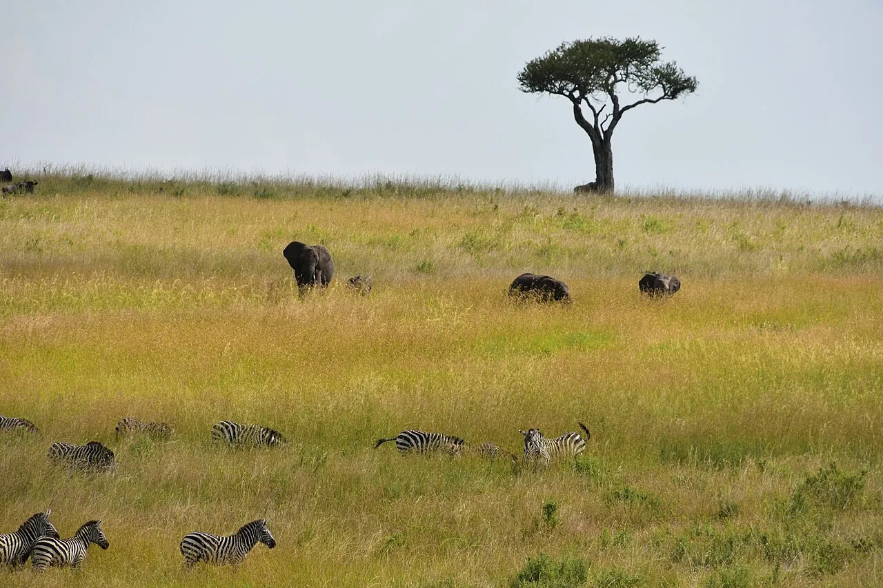 Serengeti landscape (2)