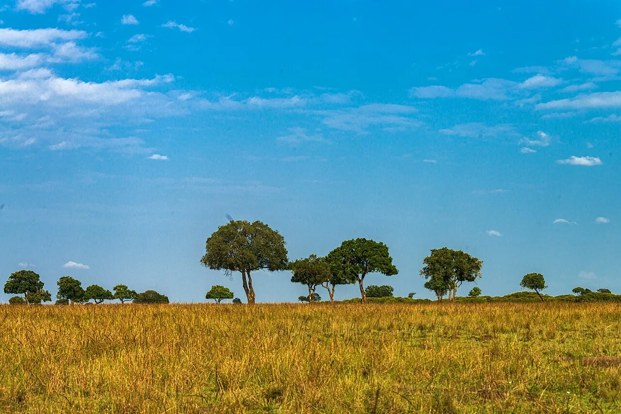 Technique that improves results fast: Savanna landscape with trees, Northern Mara, Kenya