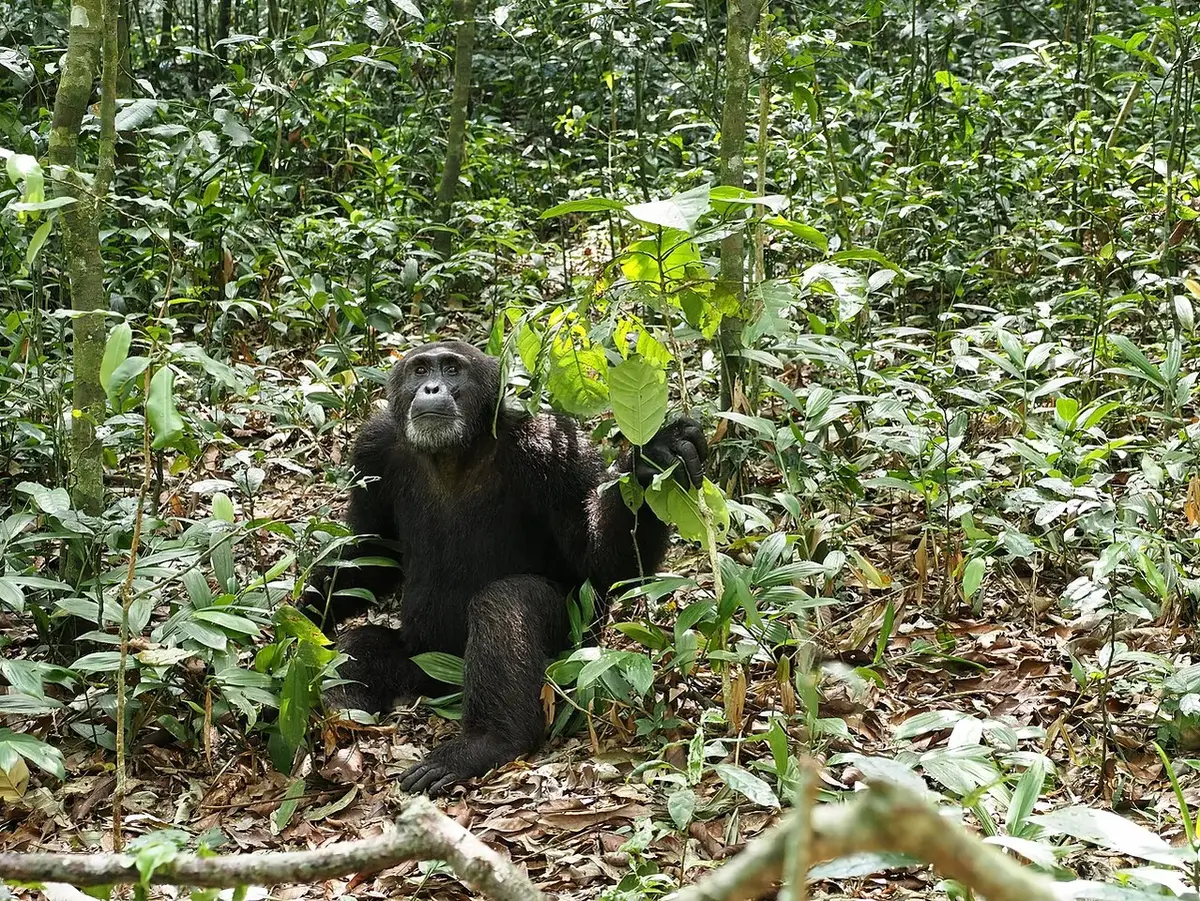 Chimpanzee in Kibale NP, Uganda