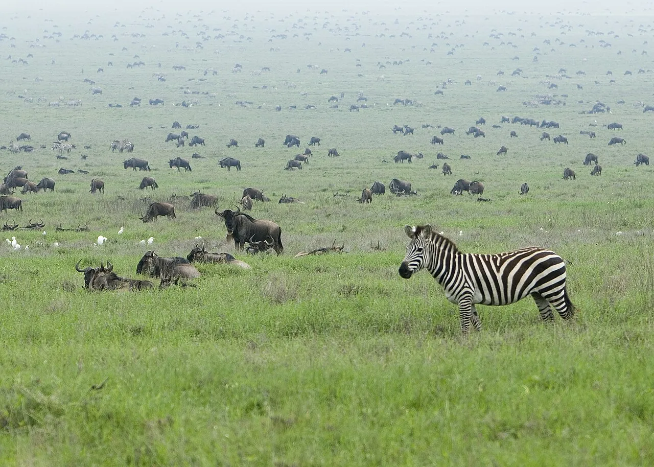 Zebras and wildebeests in Serengeti National Park, Tanzania