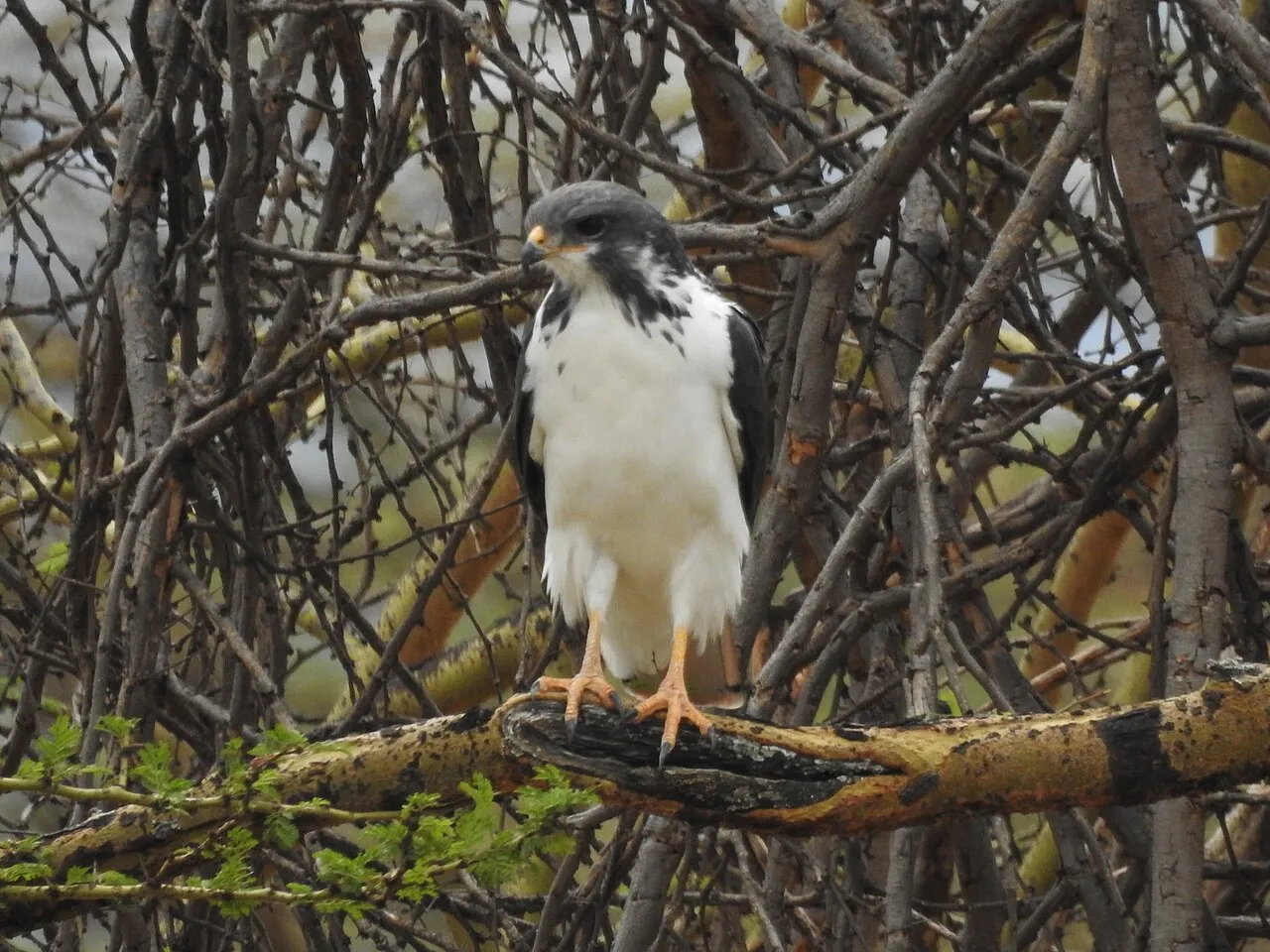 King fisher?