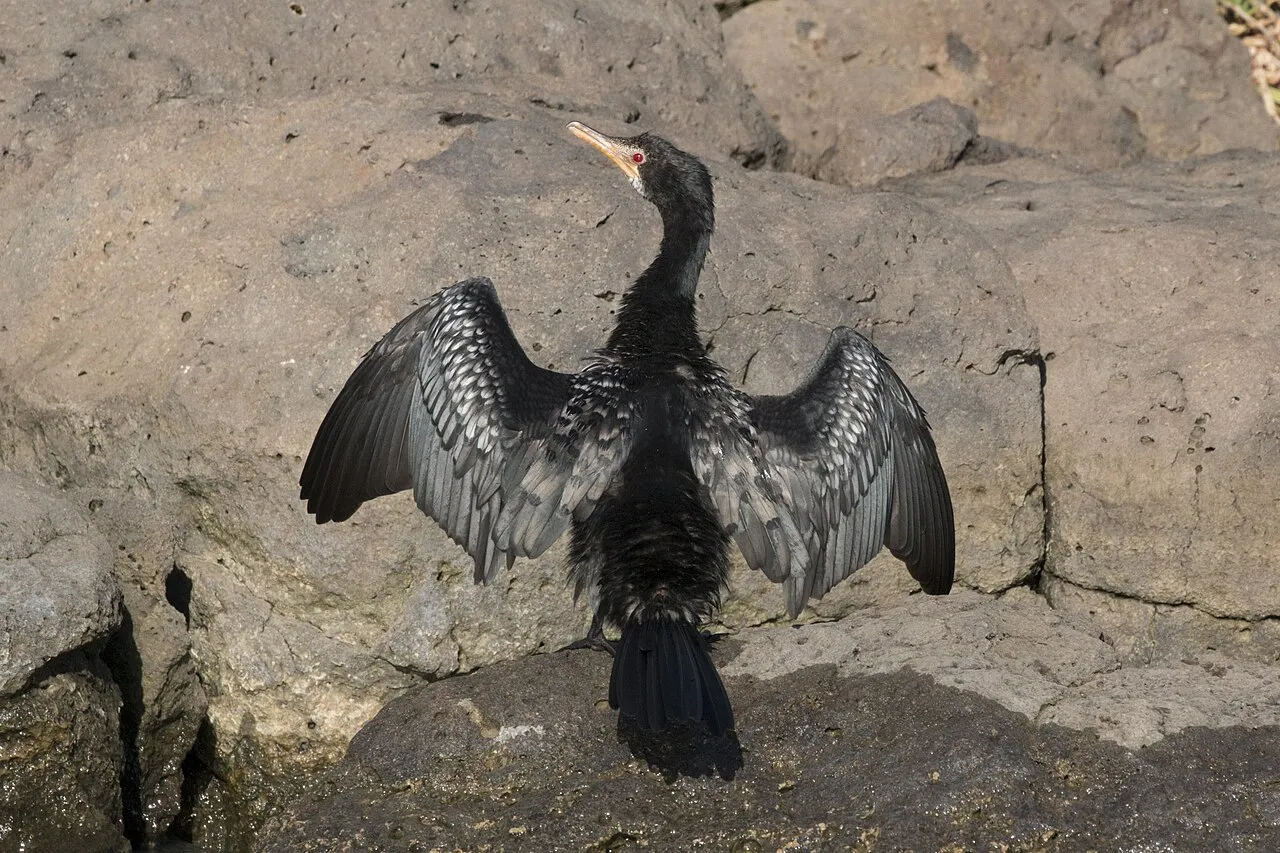 Long-tailed cormorant ( Microcarbo africanus ) drying wings, Lake Baringo, Kenya