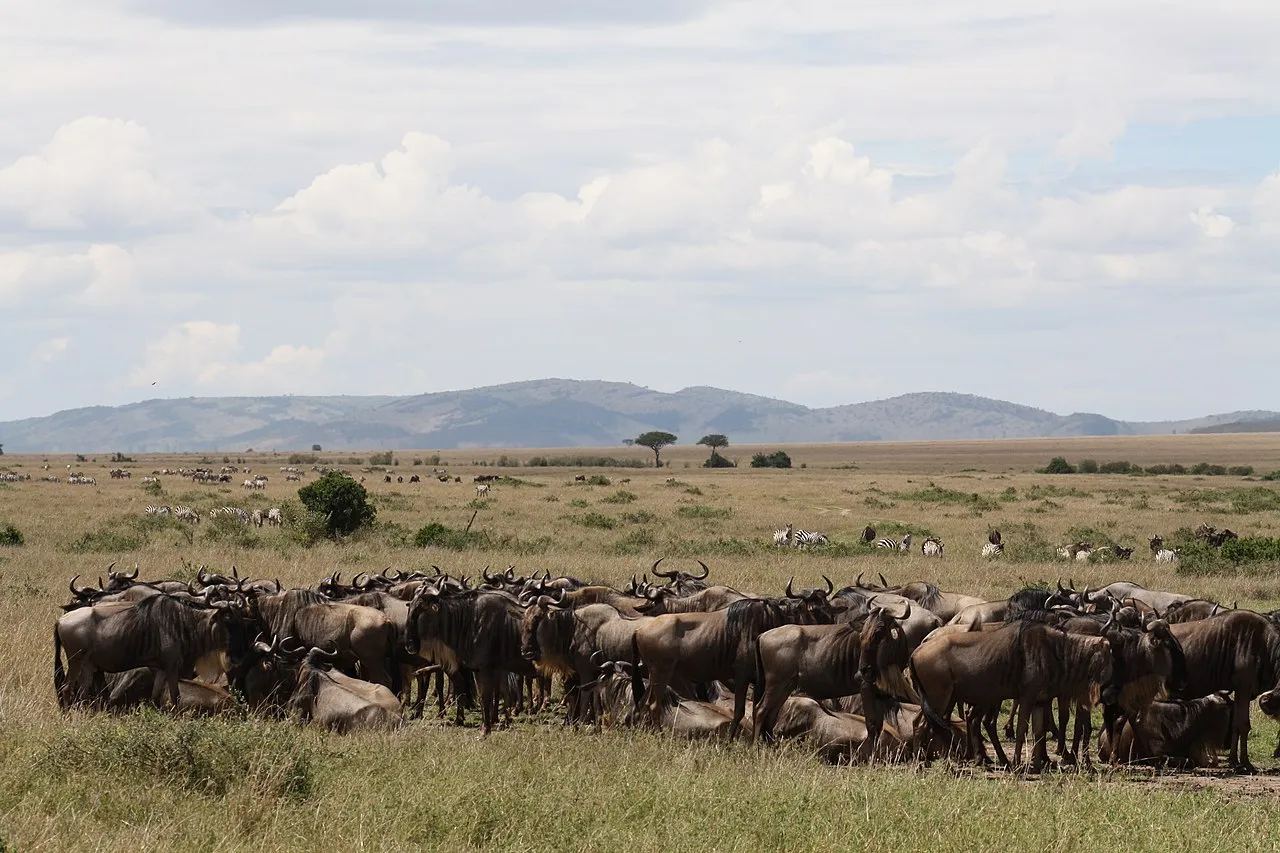 Greystoke Mahale on day 4 of Mahale & Serengeti: Forest Chimps to Open Plains