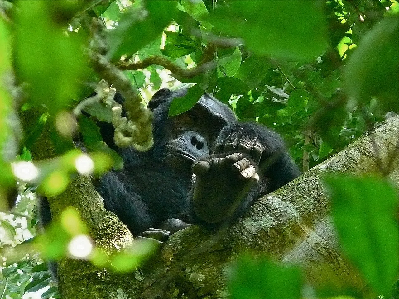Kibale Forest NP, UGANDA