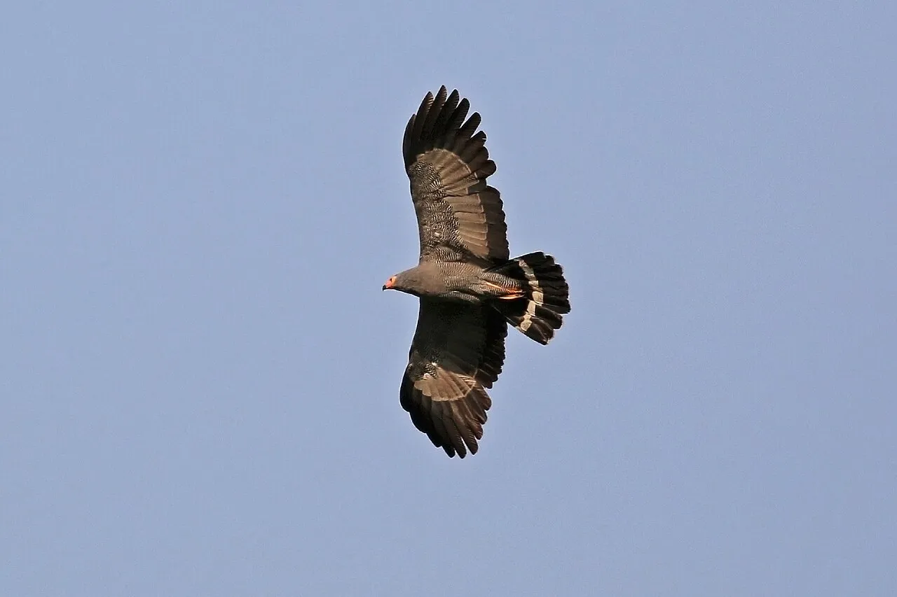 African harrier-hawk ( Polyboroides typus ), gymnogene , Queen Elizabeth Park, Uganda