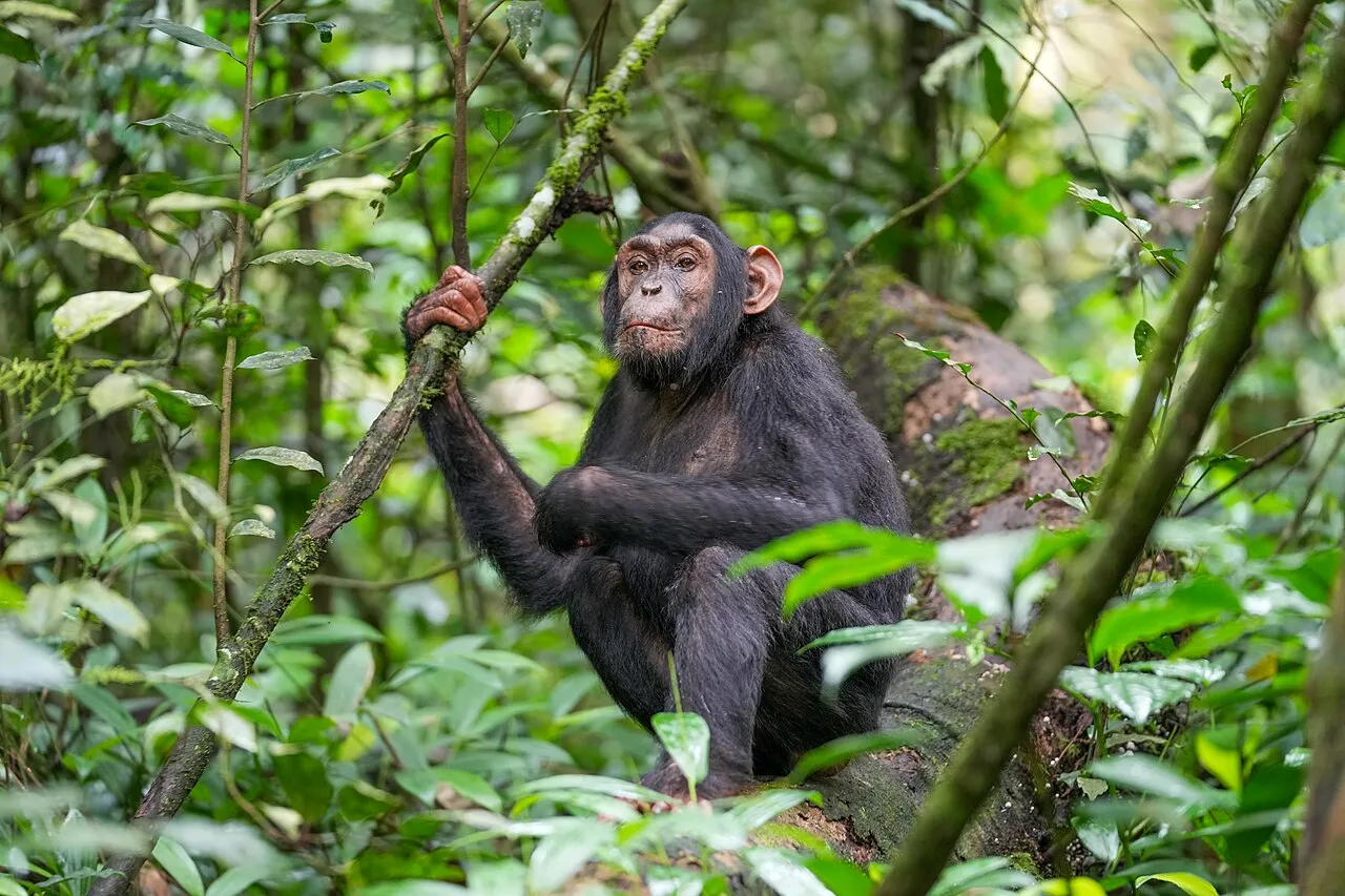 Kibale Forest National Park on day 8 of Uganda: Chimpanzee Trails & Gorilla Encounters
