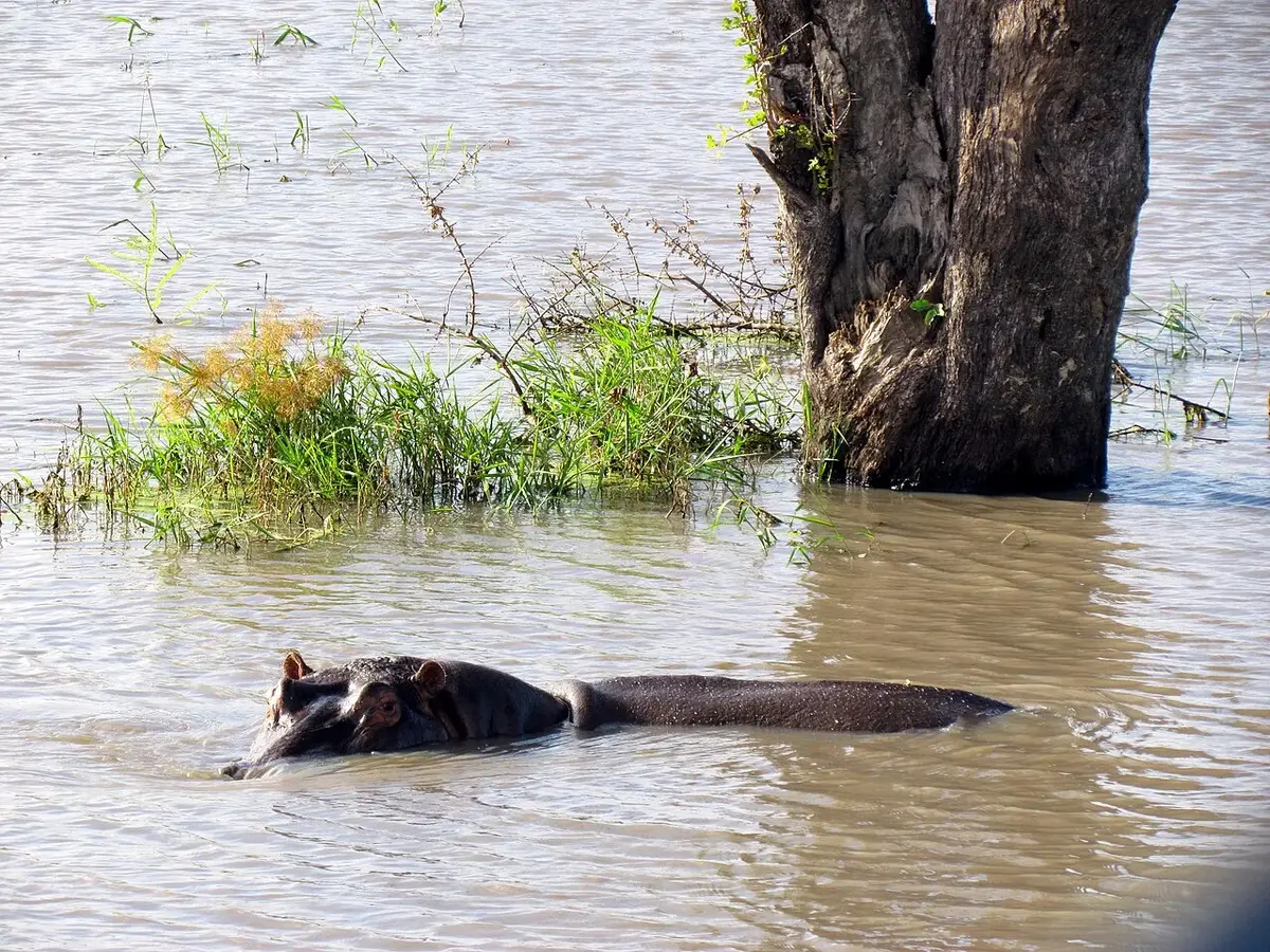 Wildlife and game drives near The Retreat by Heaven in Kigali