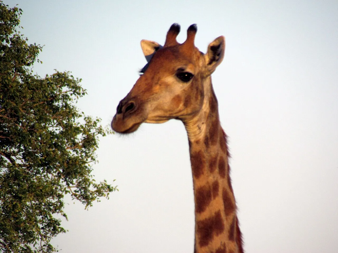 Wildlife and game drives near Mount Meru Hotel Arusha in Arusha National Park