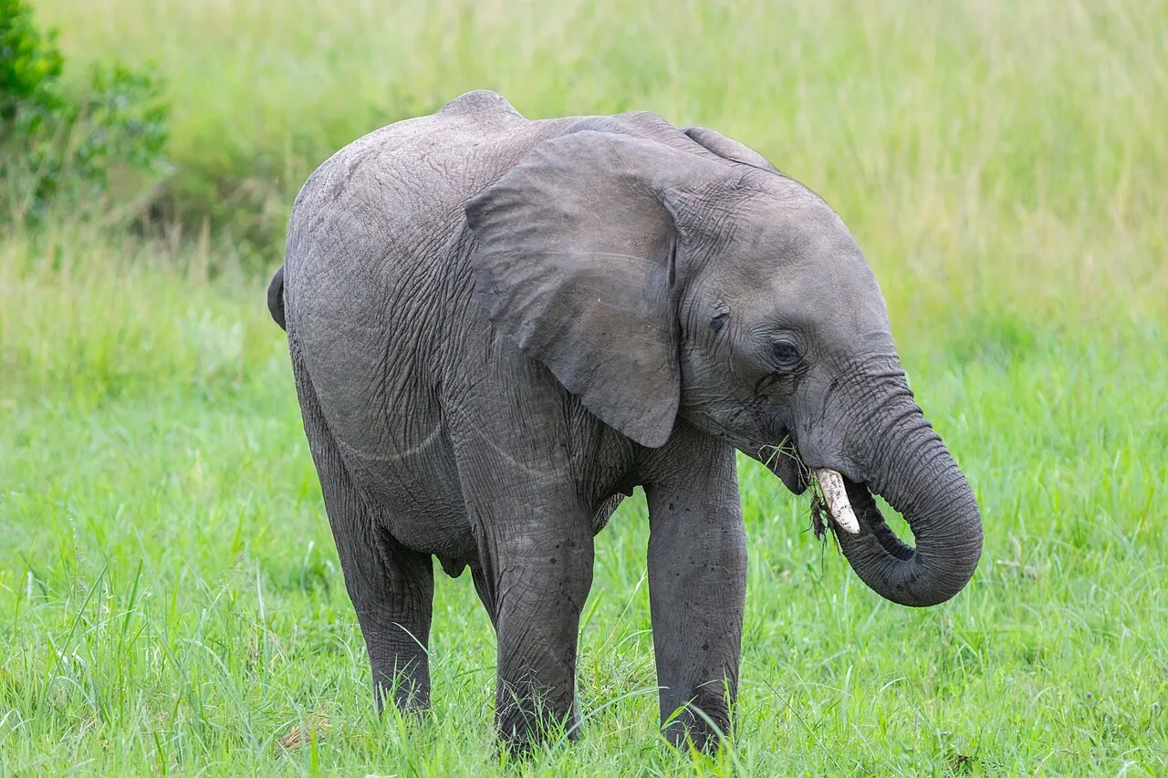 African bush elephant ( Loxodonta africana ), Amboseli National Park, Kenya