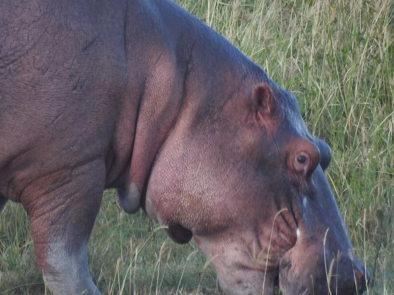 Hippopotamus.