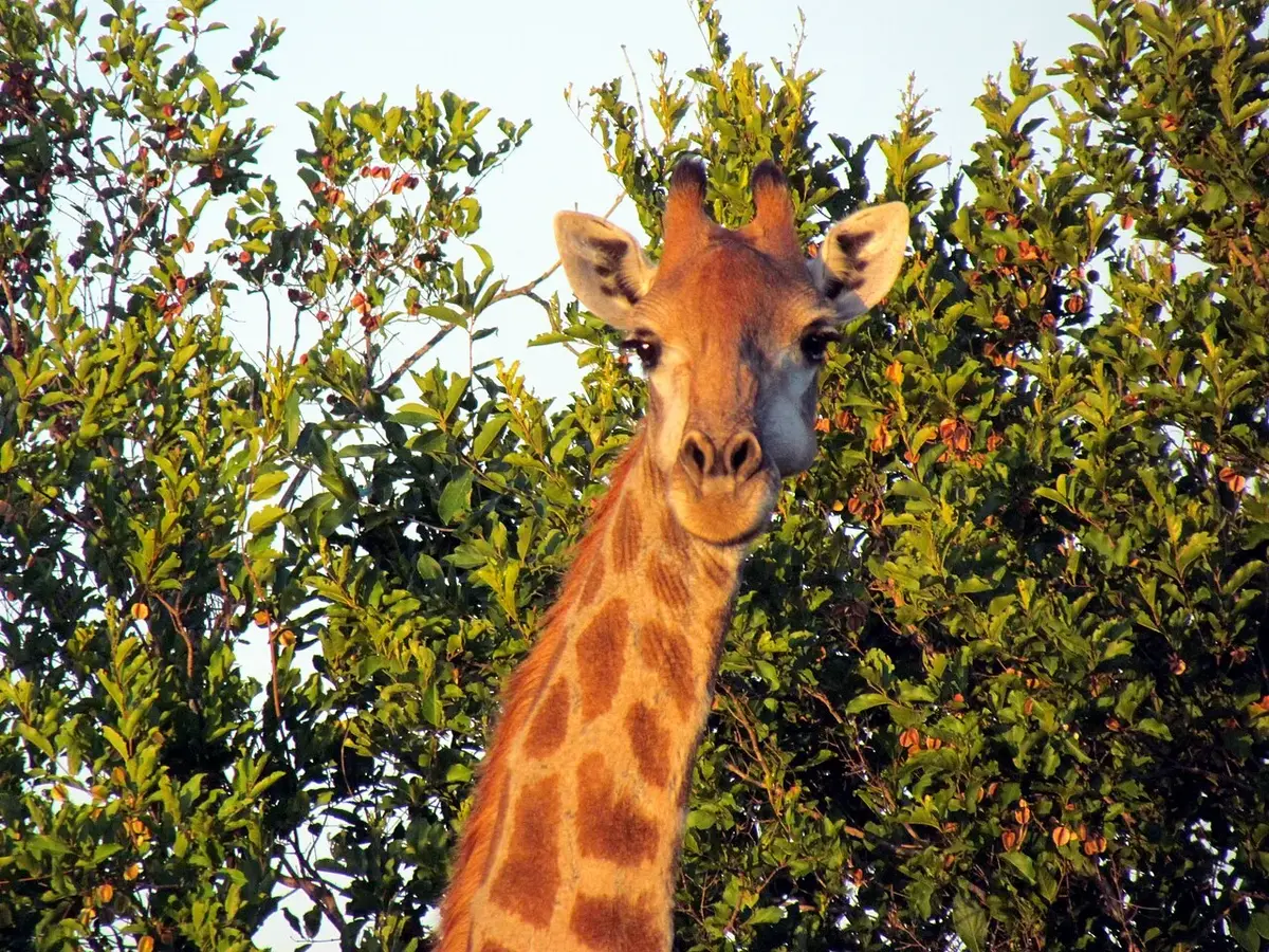 Wildlife and game drives near Muthaiga Country Club Guest Rooms in Nairobi National Park