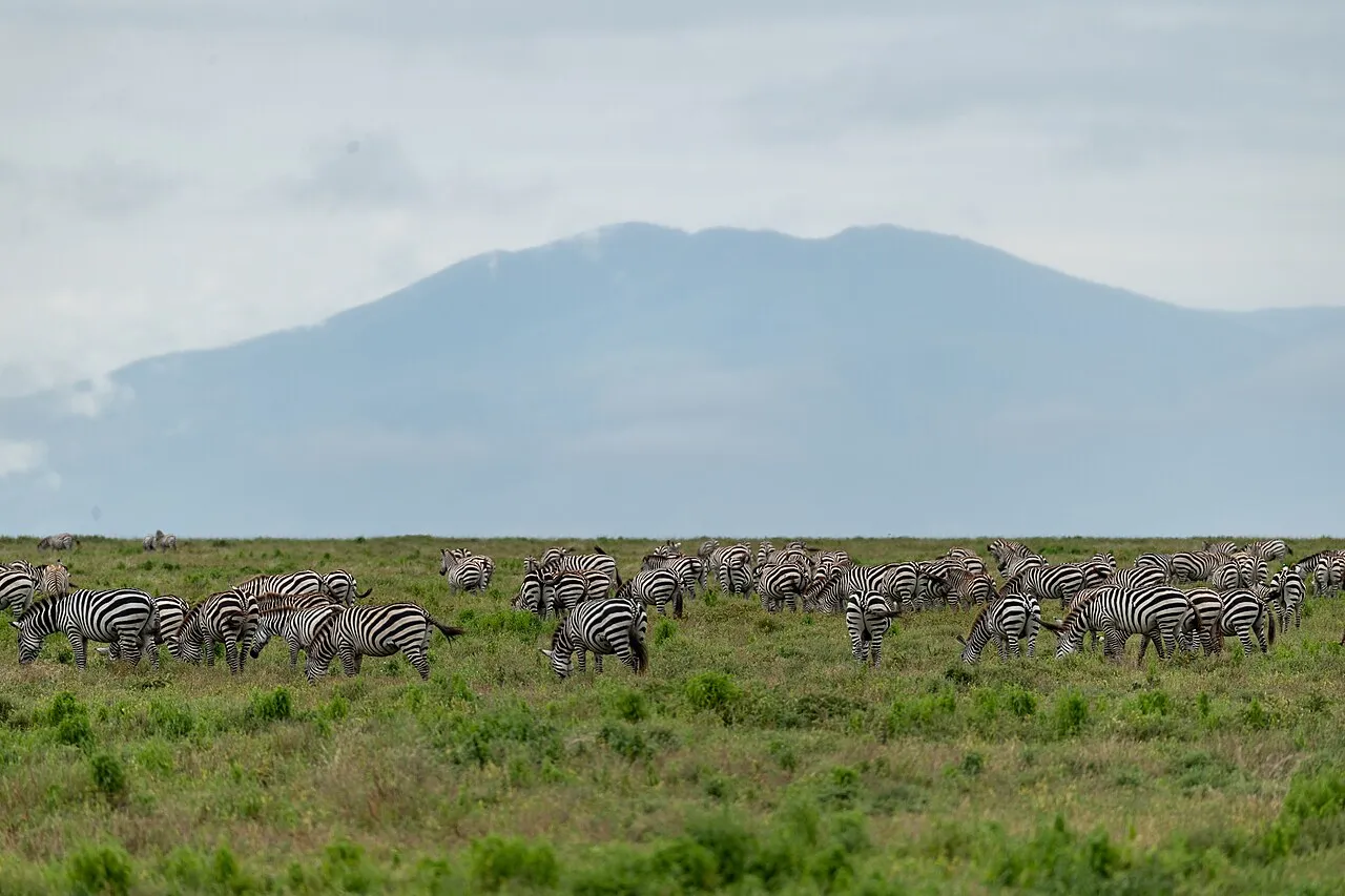 Climbing Kilimanjaro or Mount Kenya with a safari
