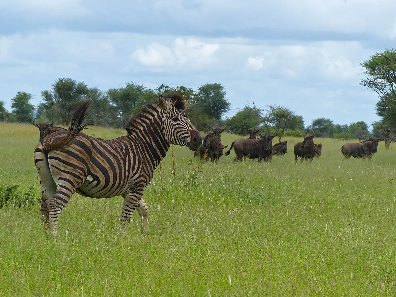 S37 Road East of Satara, Kruger NP, SOUTH AFRICA