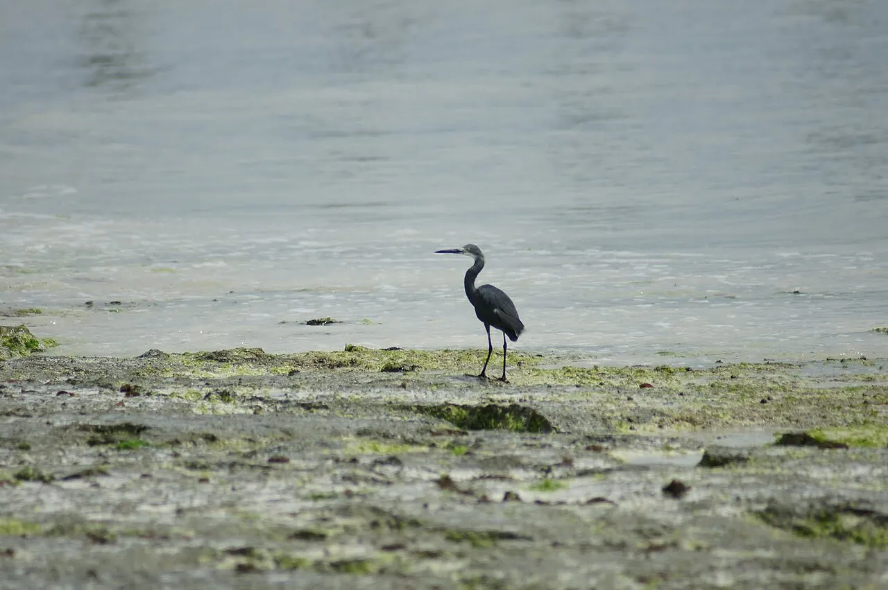 Egretta ardesiaca, Black heron on a beach in Nungwi, Zanzibar