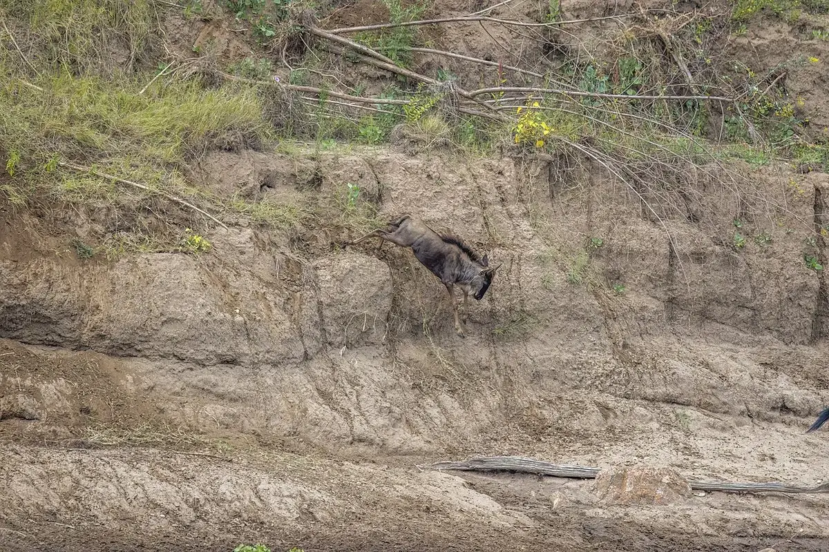 Great Migration river crossings: how to see one