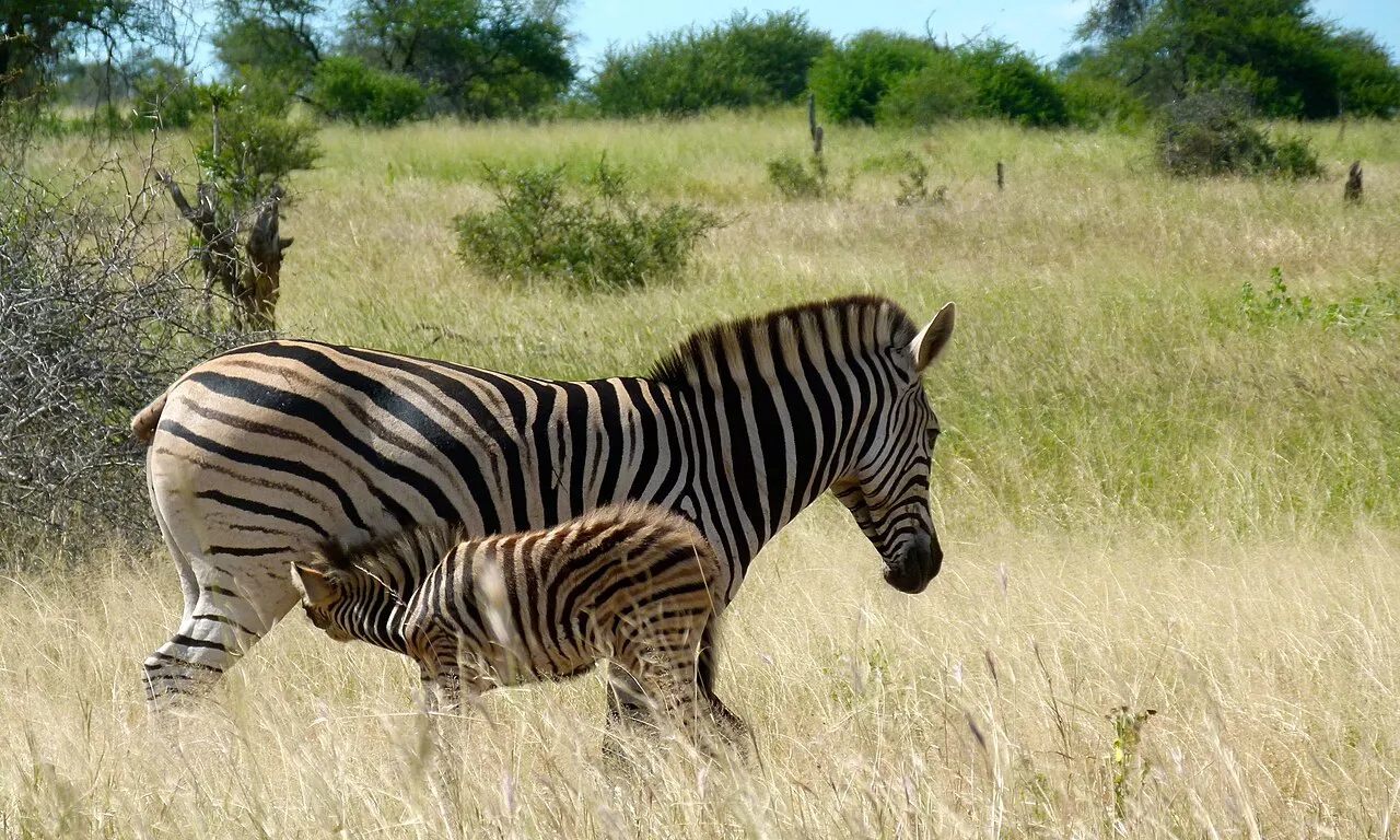 S100 East of Satara, Kruger NP, SOUTH AFRICA