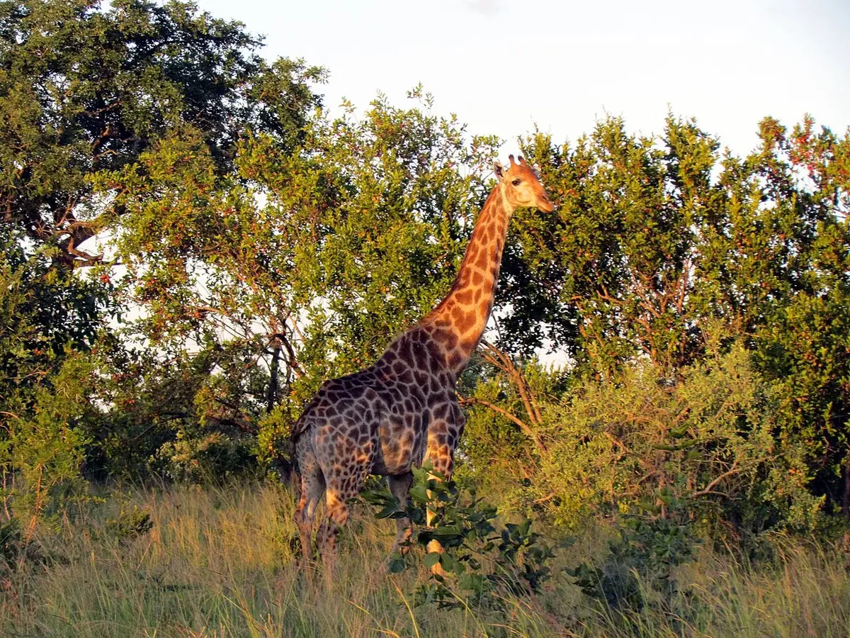 Wildlife and game drives near Muthaiga Country Club Guest Rooms in Nairobi National Park