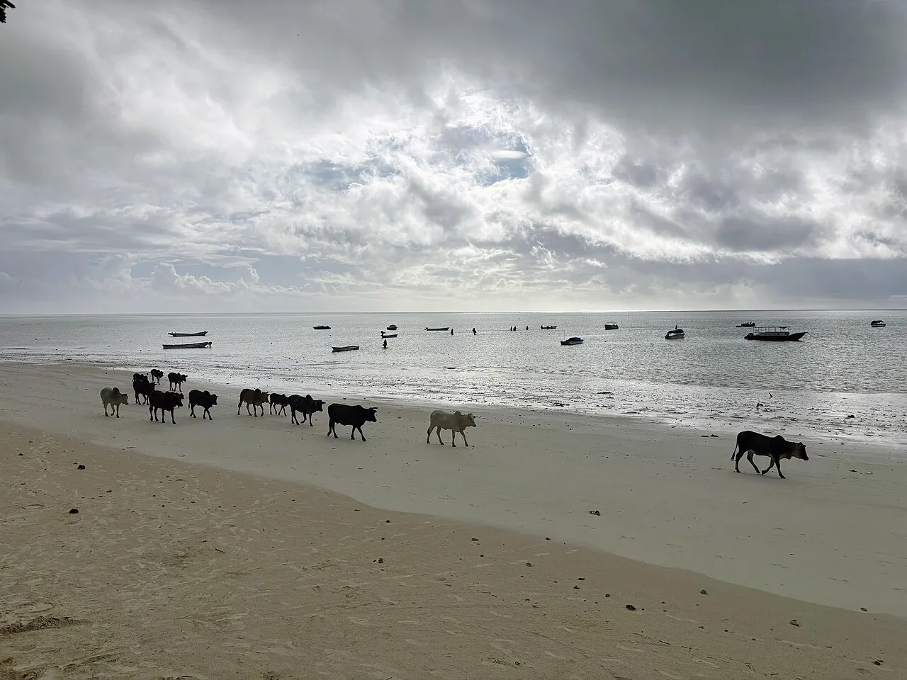 Cattle walking down the beach in Paje, Zanzibar