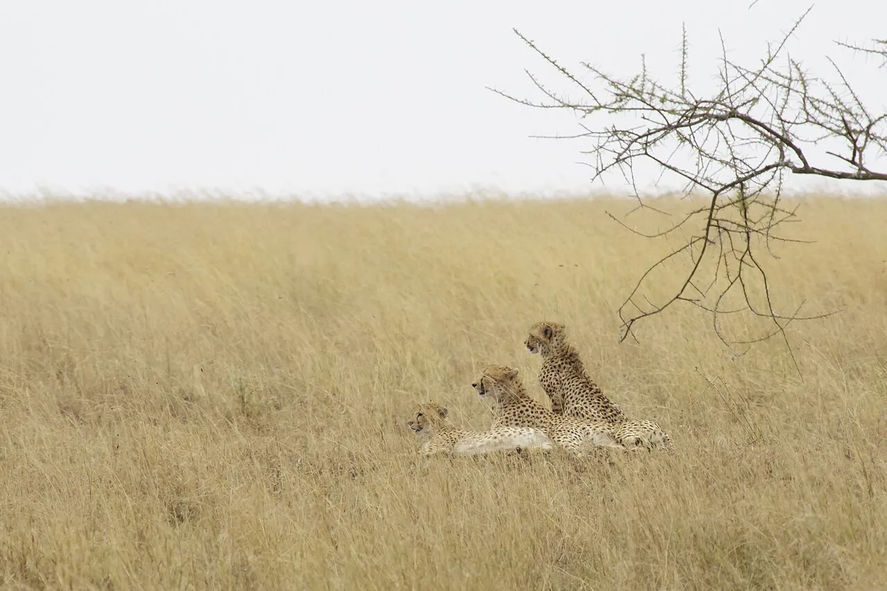 Serengeti National Park, Tanzania - Gepard - cheetah - Acinonyx jubatus - The image was taken during 5 weeks of traveling on an overlander camping tour through east and south Africa in 2015. - Die Aufnahme entstand bei einer 5-wöchigen Campingtour durch das südliche und östliche Afrika im Jahr 2015.