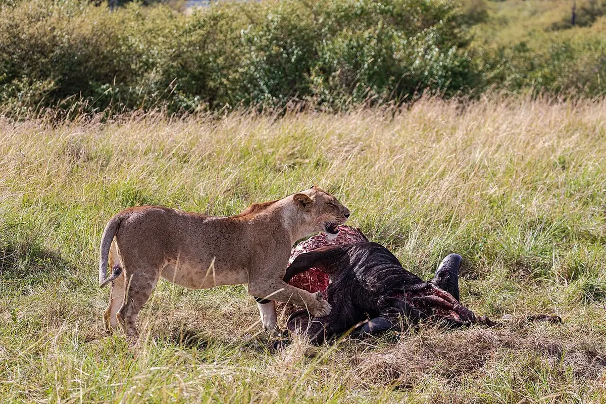 Lion, Kenya