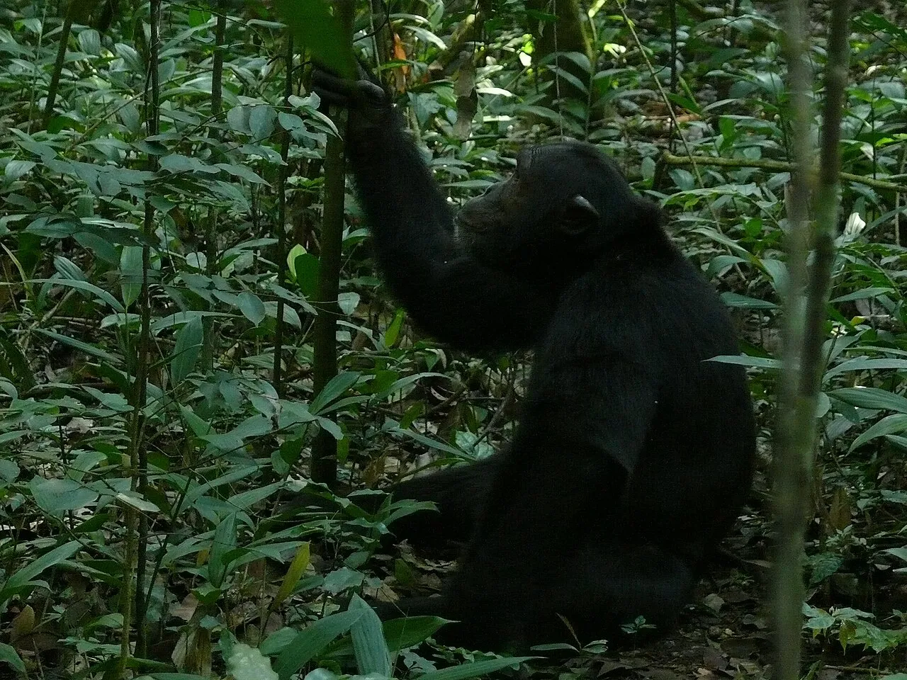 Kibale Forest NP, UGANDA