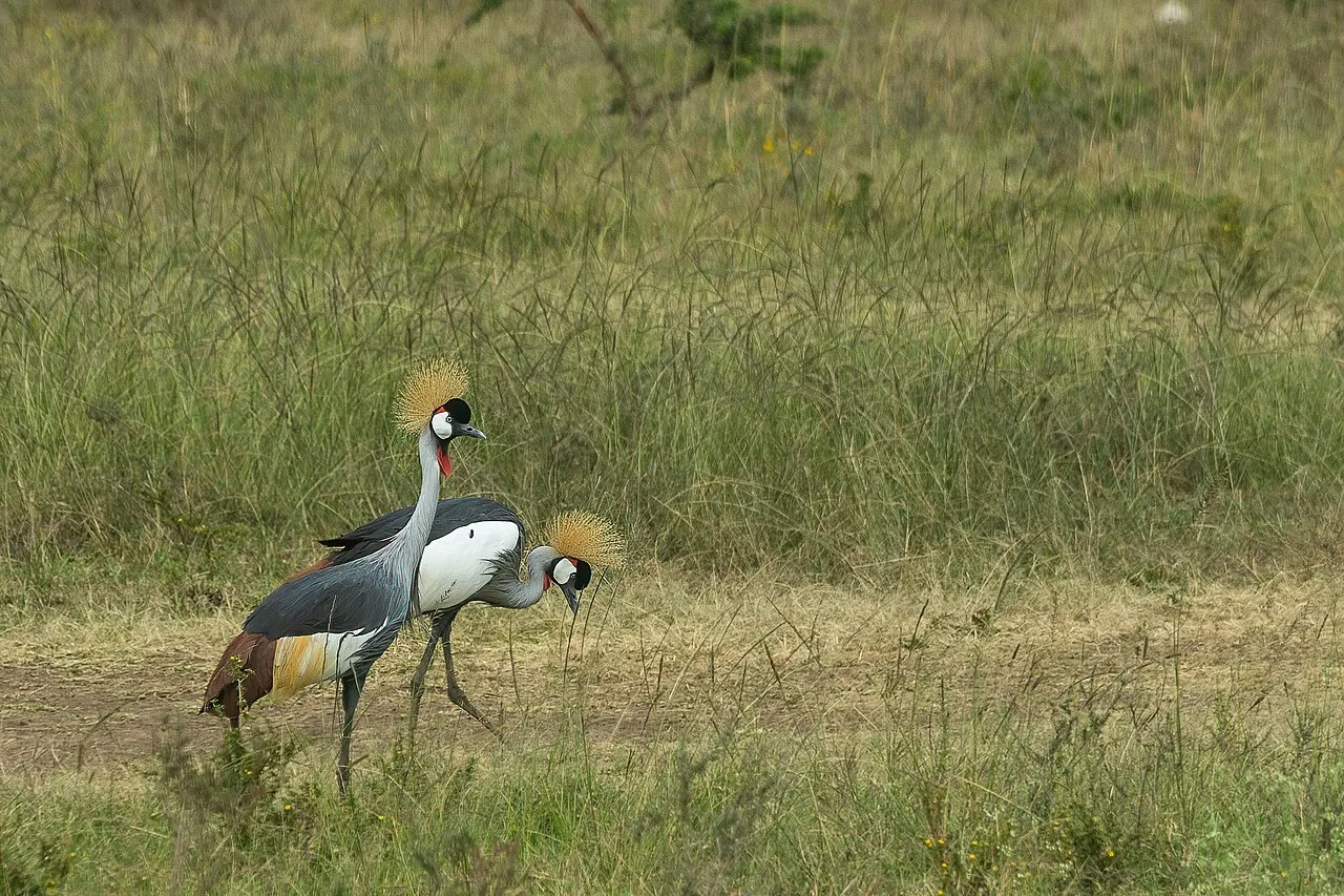 Officially opened in 1946, Nairobi National Park was the first national park established in Kenya. Maasai pastoralists were removed from their lands when the park was created.The park has a large and diverse wildlife population. (Wikipedia) Grey Crowned-crane (Balearica regulorum)
