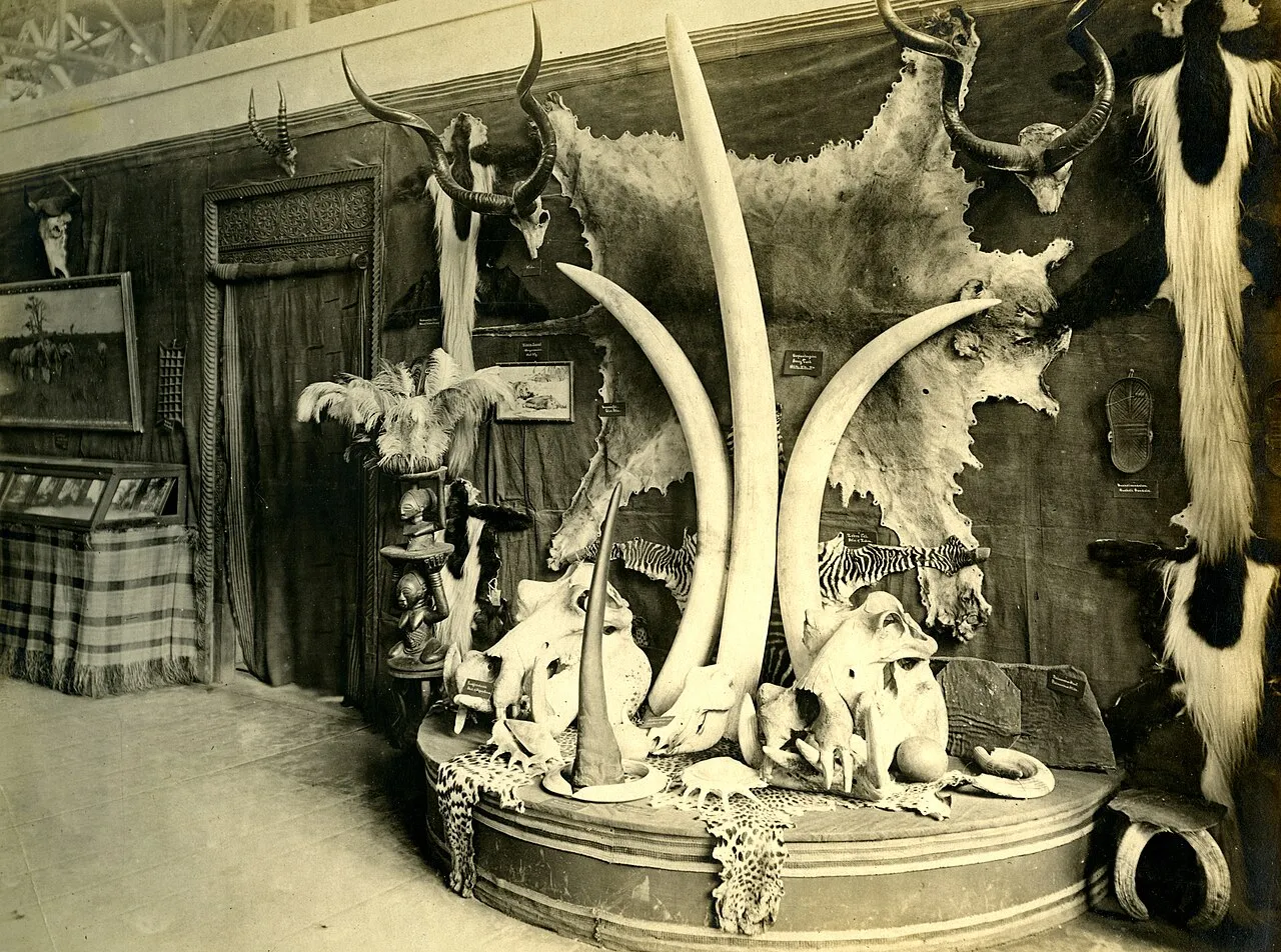 Title: German East African Exhibit. [horn examples]. [Palace of Agriculture]. (1904 World's Fair).