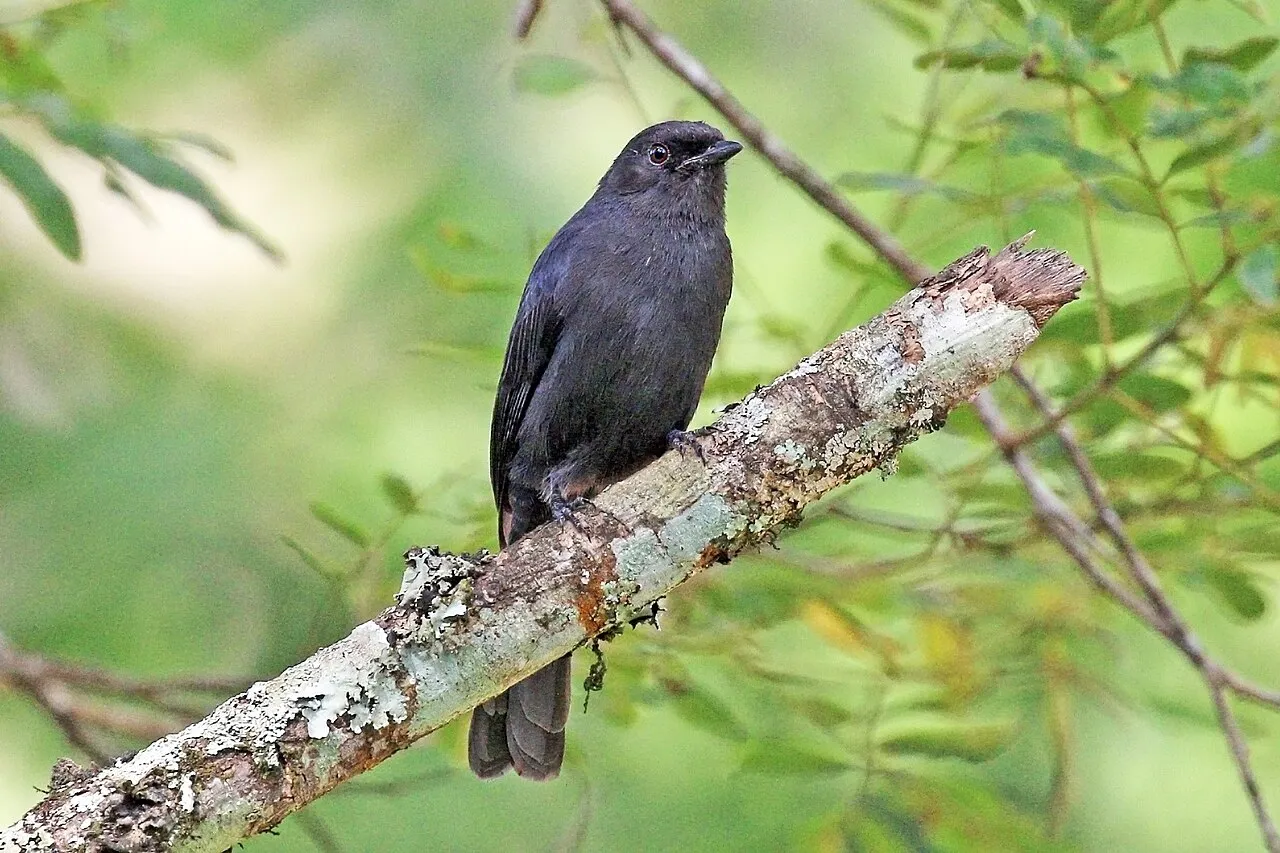 Northern black flycatcher (Melaenornis edolioides lugubris), Kakamega Forest, Kenya