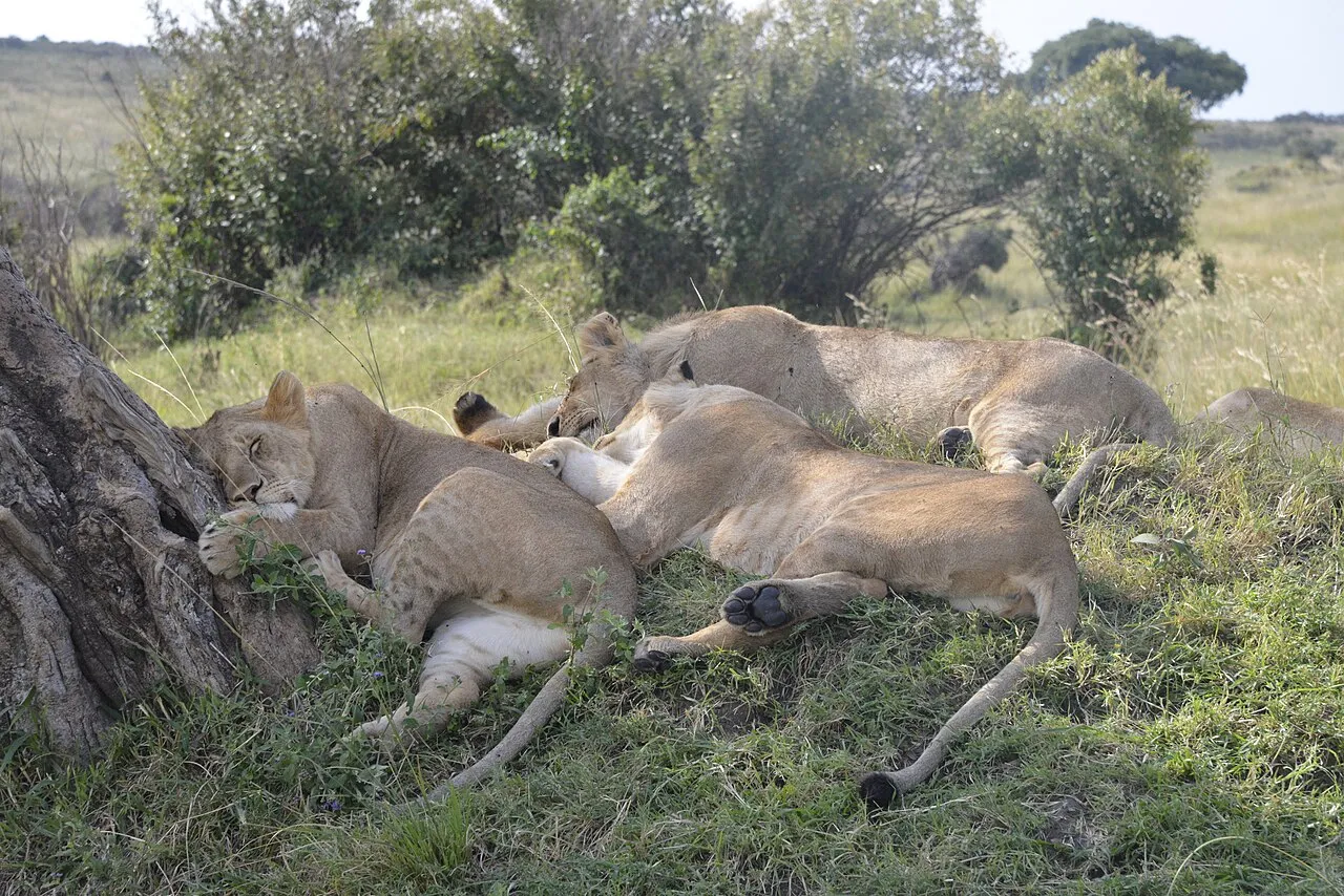 Lions ( Panthera leo ) in the Masai Mara Game Reserve, Kenya.