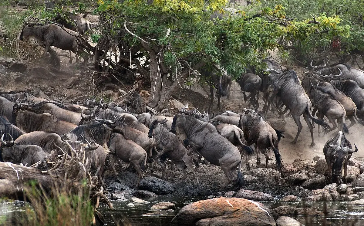 Total panic among the wildebeest heard who escape after beeing attacked by a Nile crocodile that ambushed the heard in the Grumeti river, western corridor in Serengeti. Photo by: Jan Fleischmann