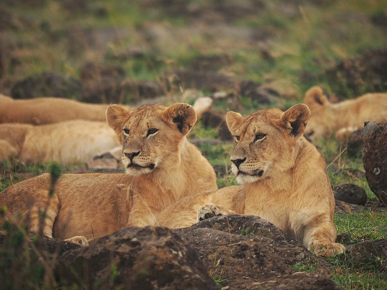 Lions @ Maasai Mara